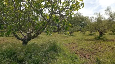 Rustic finca in Villanueva de La Vera photo 36