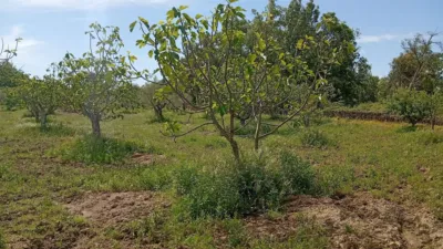 Rustic finca in Villanueva de La Vera photo 29