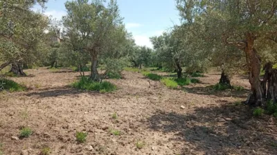 Rustic Finca in Villanueva de La Vera photo 33
