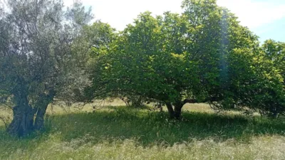 Rustic finca in Villanueva de La Vera photo 16