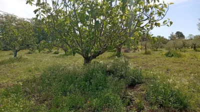 Rustic finca in Villanueva de La Vera photo 33