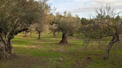 Rustic Finca in Villanueva de La Vera photo 12