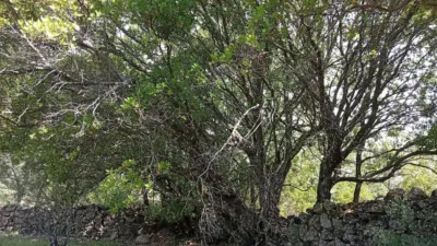 Rustic finca in Villanueva de La Vera photo 102