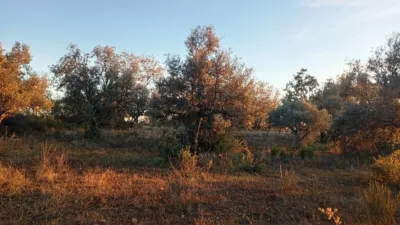 Rustic farm in Viandar de La Vera photo 9