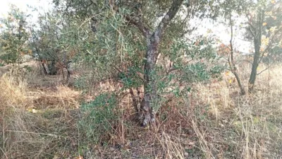 Rustic farm in Viandar de La Vera photo 12
