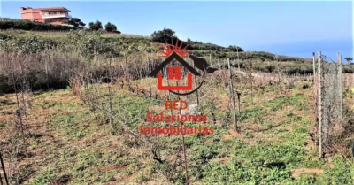 Rustic Finca in Tacoronte photo 3