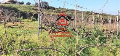 Rustic Finca in Tacoronte photo 11