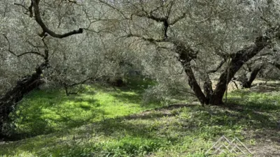 Rustic farm in L'Aldea photo 22