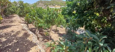 Rustic finca in Callosa d'en Sarrià photo 17