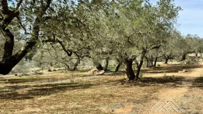 Rustic farm in L'Aldea photo 46