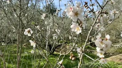 Rustic farm in L'Aldea photo 30