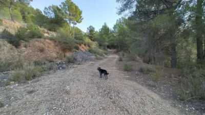 Rustic finca in Polop photo 11