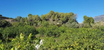 Rustic Finca in Callosa d'en Sarrià photo 20