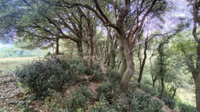 Finca rústica en Urduña - Orduña photo 5