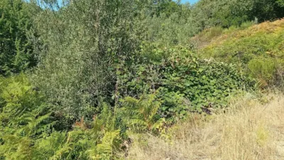 Rustic Finca in Valverde de La Vera photo 34