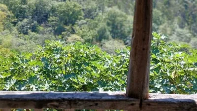 Rustic finca on Calle Triongo, No. 18 photo 3