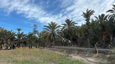 Casa – Elx / Elche, la Foia - Vista 5