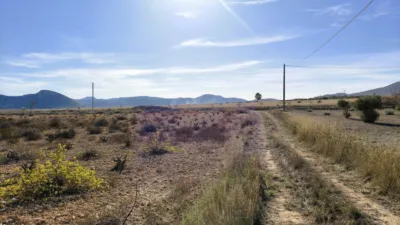 Rustic Finca in Abanilla photo 15