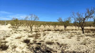 Rustic Finca in Abanilla photo 16