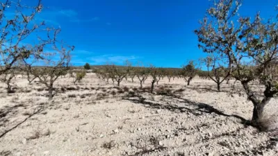 Rustic Finca in Abanilla photo 20
