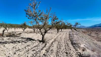 Rustic Finca in Abanilla photo 21
