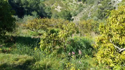 Rustic finca in Callosa d'en Sarrià photo 10