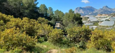 Rustic finca in Callosa d'en Sarrià photo 16