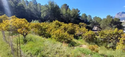 Rustic finca in Callosa d'en Sarrià photo 17