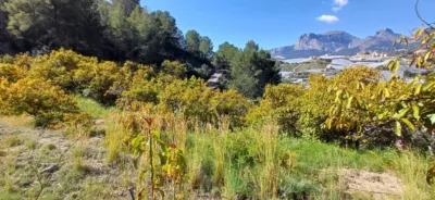 Rustic finca in Callosa d'en Sarrià photo 19