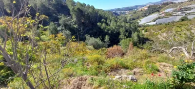 Rustic finca in Callosa d'en Sarrià photo 24
