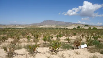 Rustic farm in Jumilla photo 2
