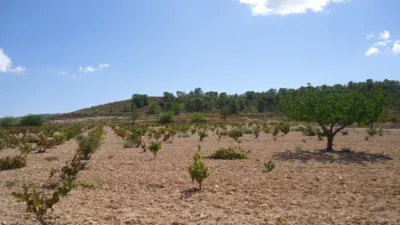 Rustic farm in Jumilla photo 3