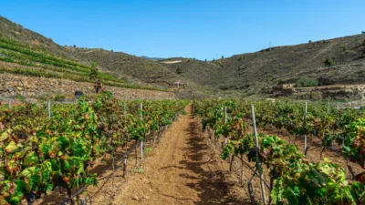 Rustic Finca in La Sabinita photo 18