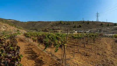 Rustic Finca in La Sabinita photo 3