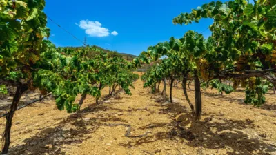 Rustic farm on Pino Gordo Street, No. 20 photo 6