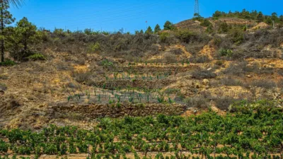 Rustic farm on Pino Gordo Street, No. 20 photo 8