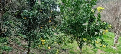 Finca rústica en venta en Oriñón-Allendelagua, Oriñón-Allendelagua (Castro Urdiales) de 39.900 €