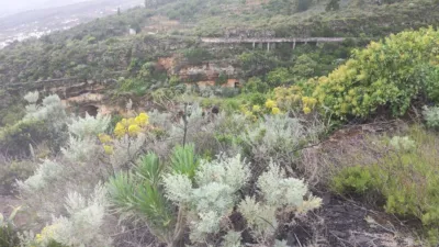 Rustic farm in Arafo photo 3
