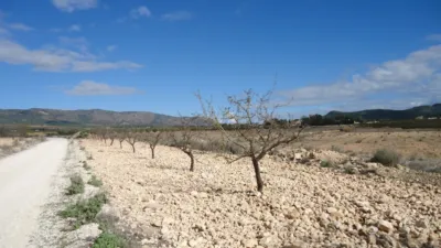 Rustic Finca in El Pinós - Pinoso photo 4
