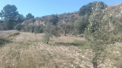 Rustic Finca in Relleu photo 2