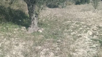 Rustic Finca in Relleu photo 6