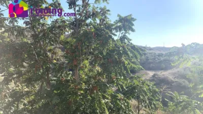 Rustic Finca in Oria photo 31