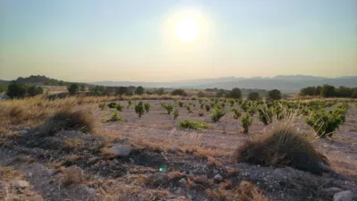Rustic finca in Jumilla photo 4
