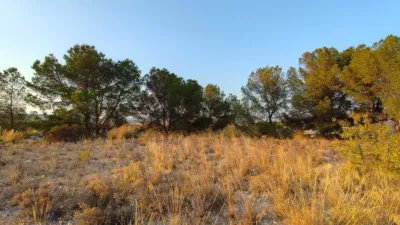 Rustic Finca in Abanilla photo 4