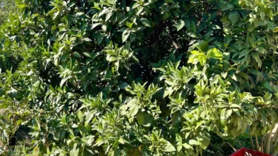 Rustic finca at Calle Poligono, No. 14 photo 13