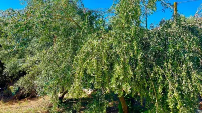 Rustic finca at Calle Poligono, No. 14 photo 15