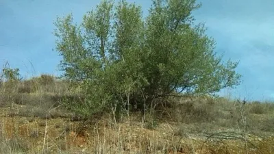 Rustic Finca in Pasada de Granadillo photo 46