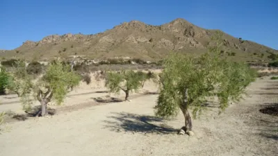 Rustic Finca in Abanilla photo 10
