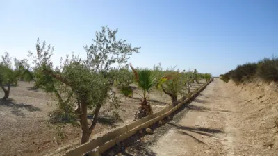 Rustic Finca in Abanilla photo 18