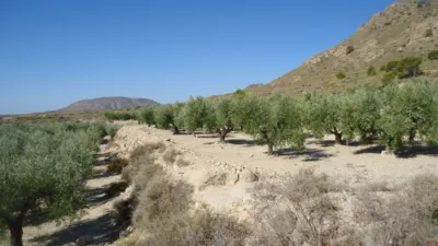 Rustic Finca in Abanilla photo 3